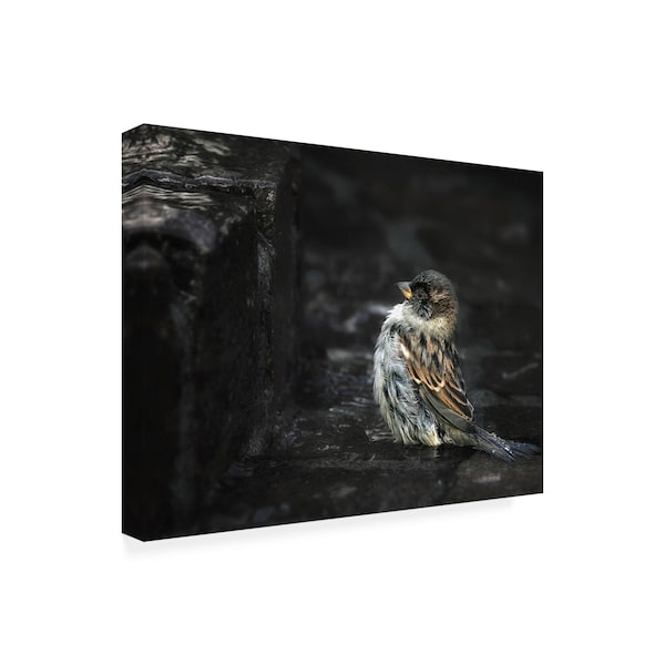 Holger Droste 'The Wall Birds' Canvas Art,24x32